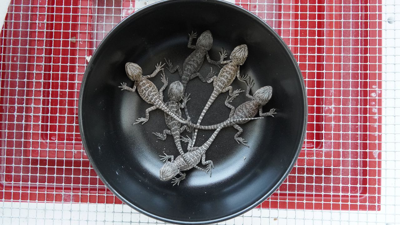 De vijf hagedissen in een zwart bakje die Jacco Borggreve hielp uitbroeden met zijn lichaamswarmte, een heel bijzondere band tussen mens en dier.